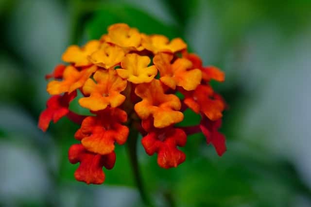 5 flores do verão que encantam qualquer jardim.