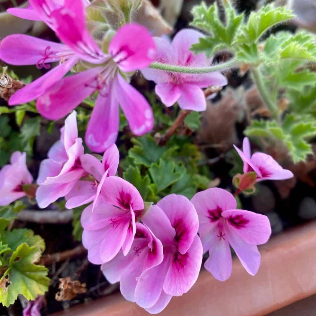 Plantas que florescem na primavera e seguem lindas até o verão