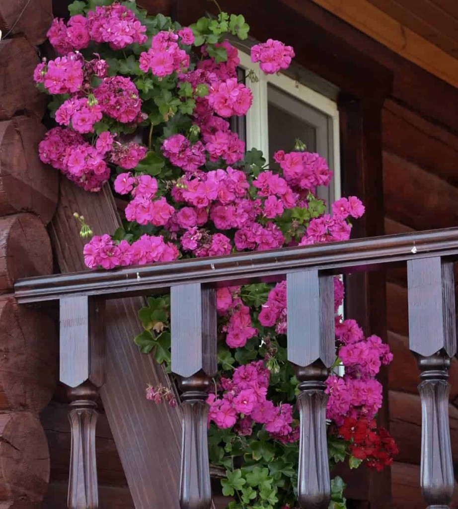 Gerânio pendente: Um guia completo para o cultivo das flores suspensas de cor vibrante.