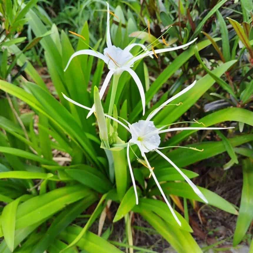 Lírio-aranha: uma flor exótica e perfumada para o seu jardim