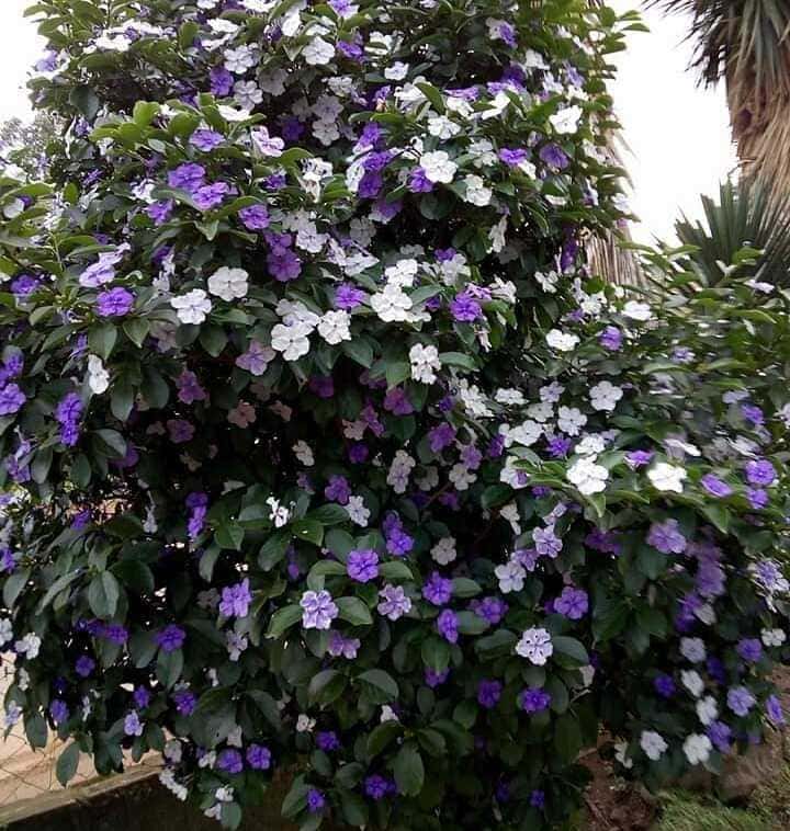 6 Plantas ideais para Escolas: São floridas, resistentes e ainda atraem Borboletas e beija-flores.