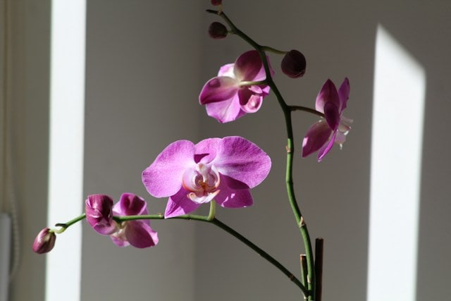 Orquídeas phalaenopsis: como cuidar da popular orquídea borboleta?