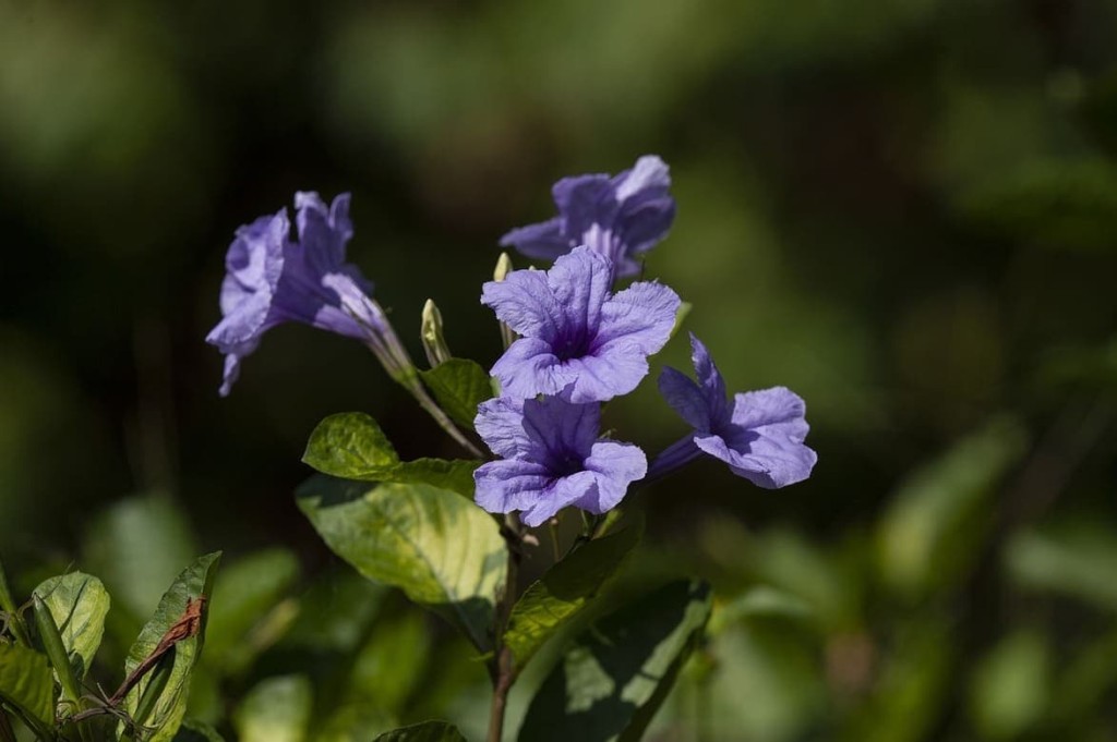 Petúnia Mexicana (Ruellia simplex): Uma bela e resistente flor para o seu jardim