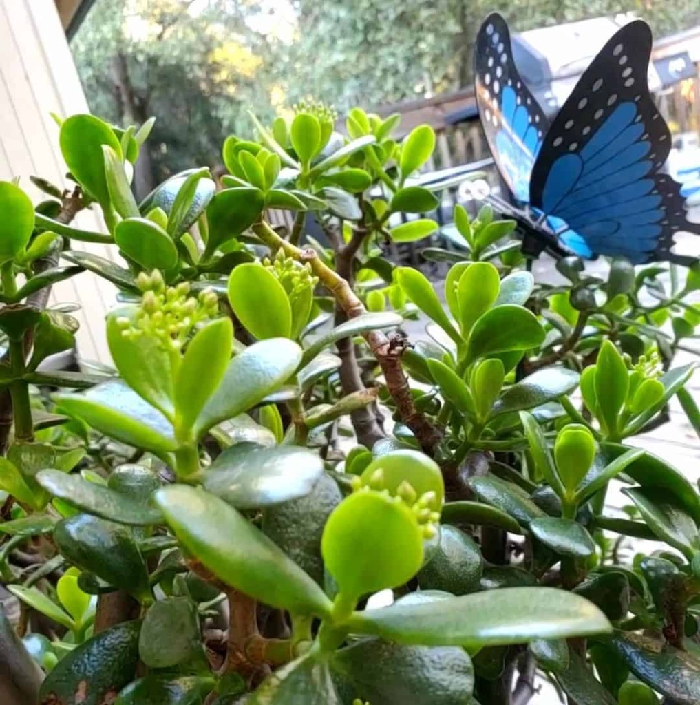 Planta Jade: a suculenta que atrai prosperidade e é fácil de cuidar