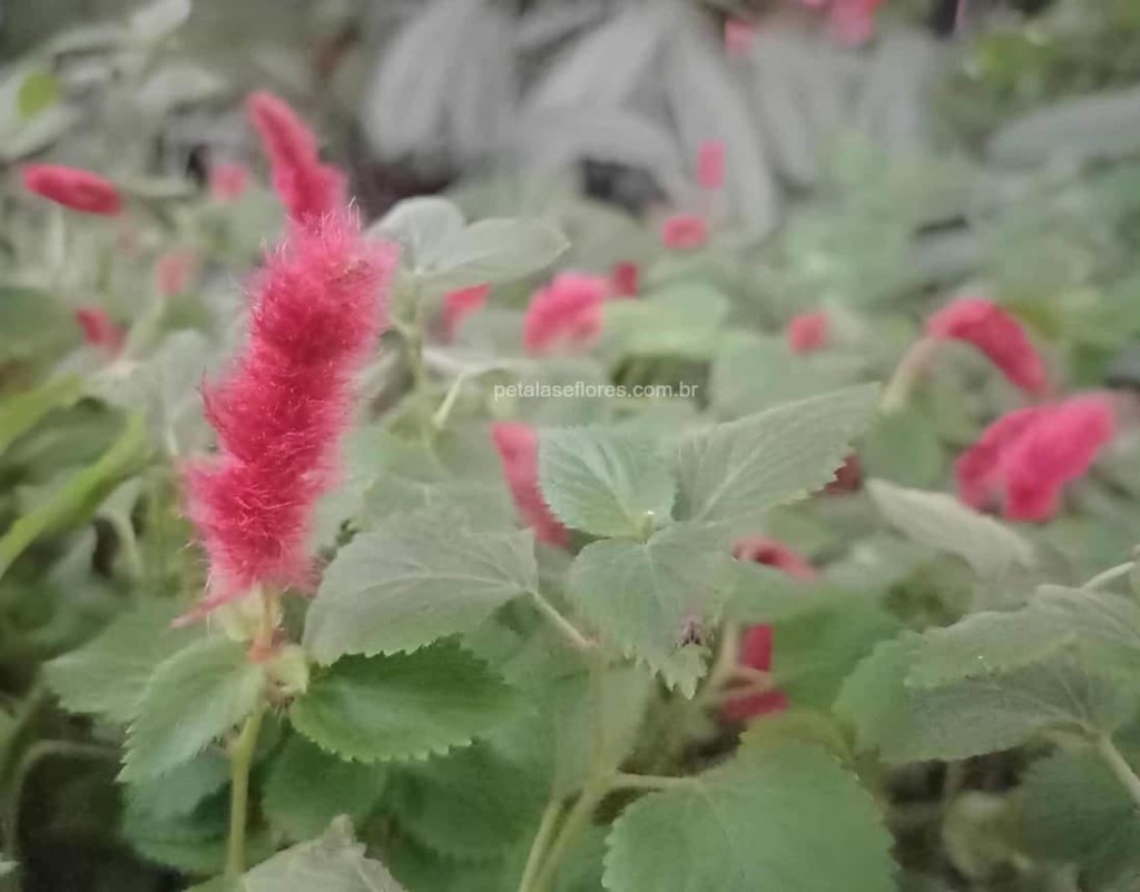 Paisagista indica 6 plantas rasteiras para formar tapetes nos jardins.