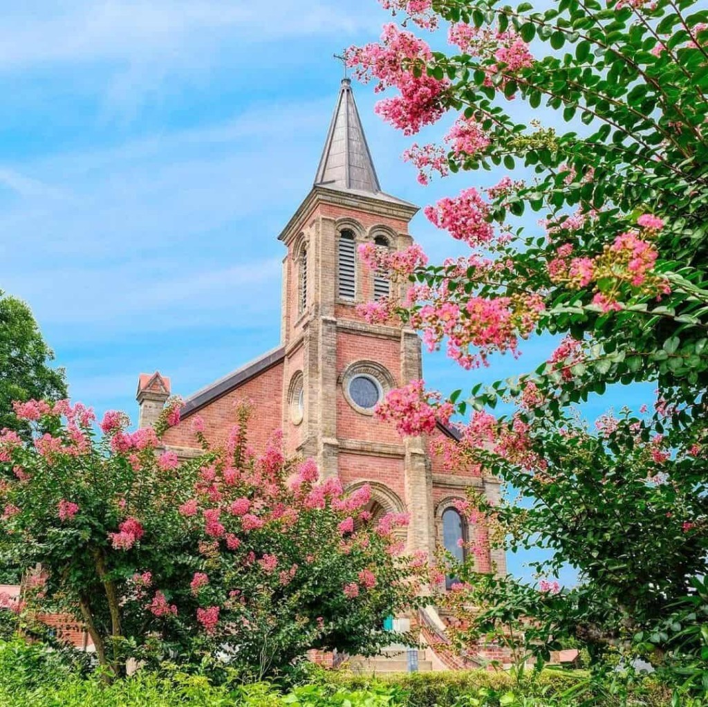 Planta reseda (Lagerstroemia indica): a árvore da China com flores coloridas.