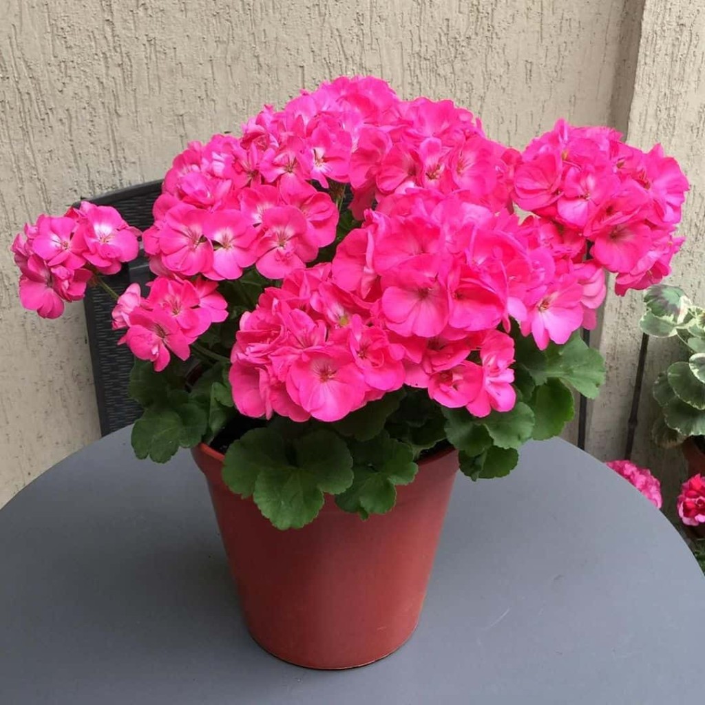 Sardinheiras: como cultivar essa bela flor em casa