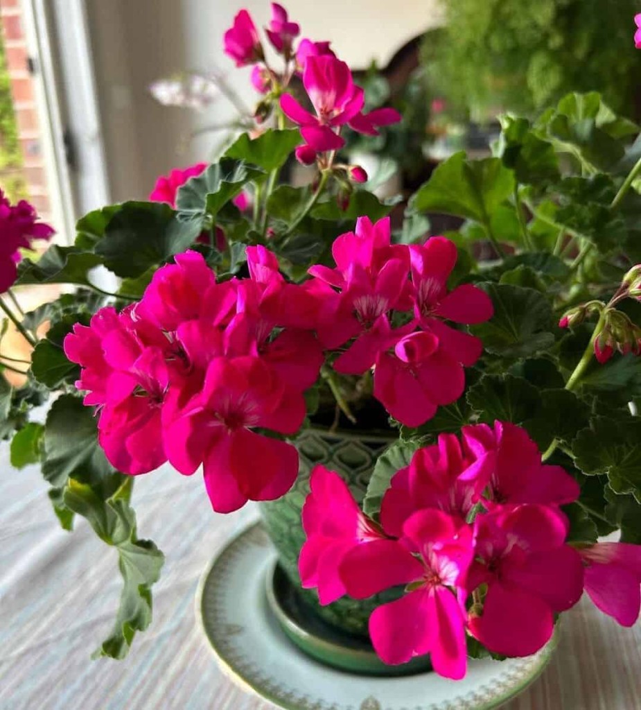 Sardinheiras: como cultivar essa bela flor em casa