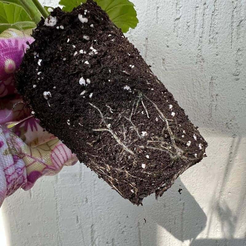 Sardinheiras: como cultivar essa bela flor em casa