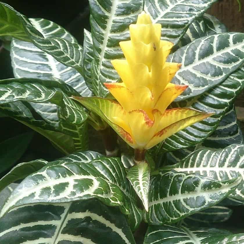 Afelandra (Aphelandra squarrosa): características e guia para seu cultivo.