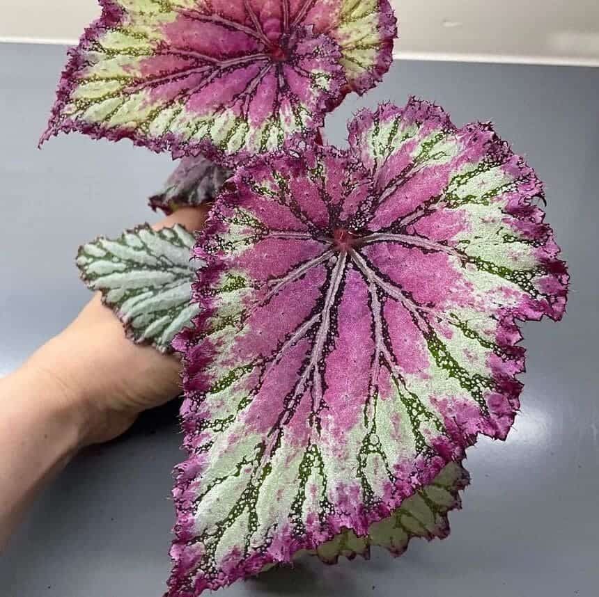 Begônia-rex ou calathea? Qual escolher para um visual vibrante e tropical no seu jardim interno