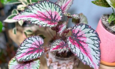 begonia rex