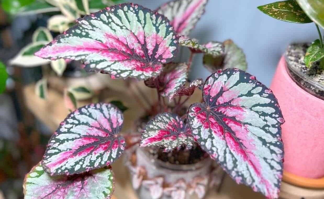 begonia rex