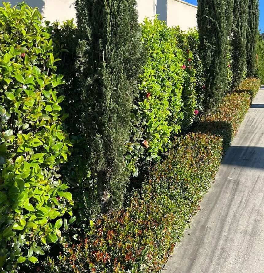 Cerca viva com flores: mais privacidade, beleza e segurança.