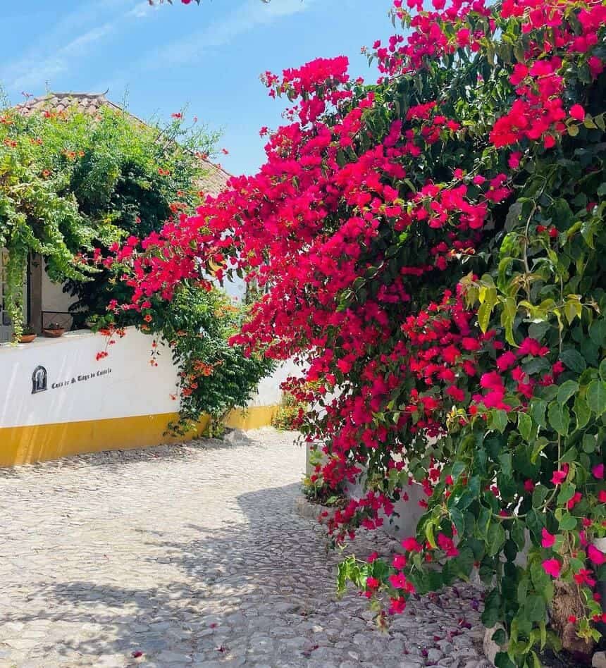 Cerca viva com flores: mais privacidade, beleza e segurança.