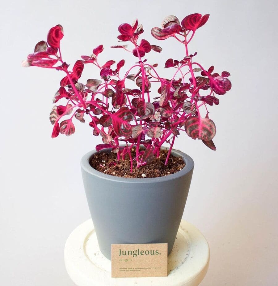 Iresine herbstii: a popular coração-magoado que encanta com suas folhas coloridas.