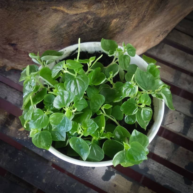 Erva-de-Jabuti (Peperomia pellucida): Uma PANC repleta de benefícios.