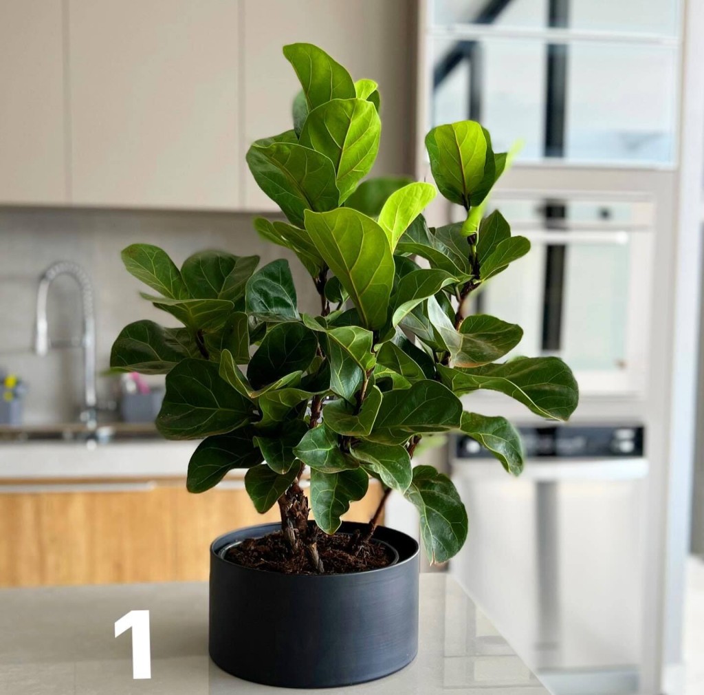 Ficus lyrata: cuidados e características da folhagem que destaca qualquer ambiente.