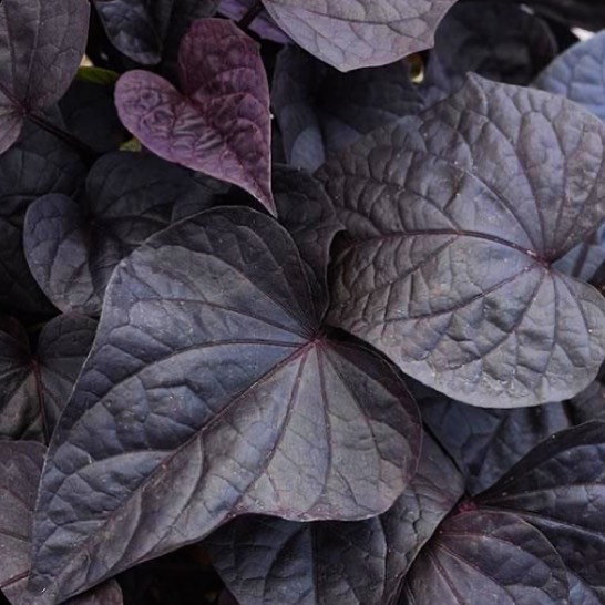Ipomoea Black (batata doce ornamental): características, origem e dicas para o cultivo.