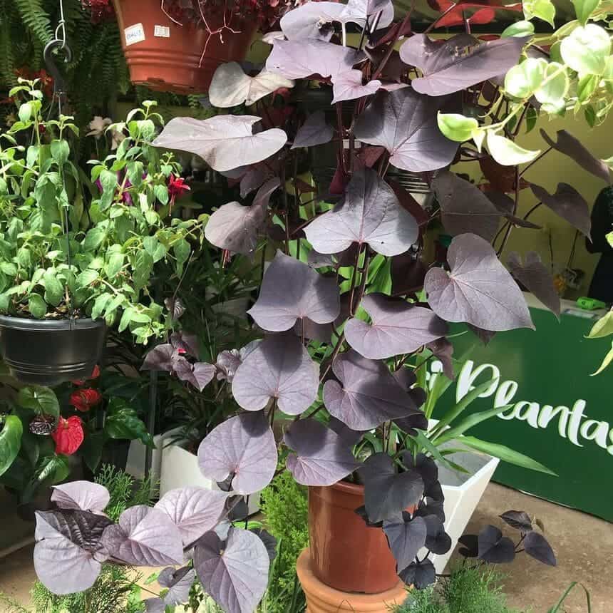 Ipomoea Black (batata doce ornamental): características, origem e dicas para o cultivo.