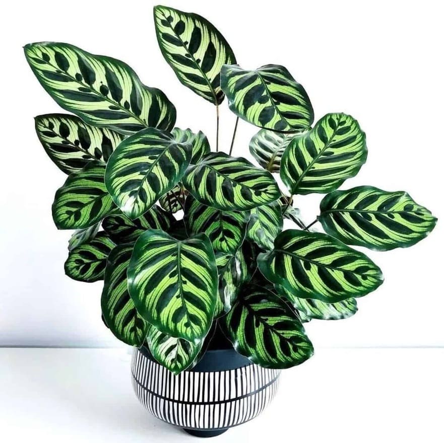 Como cuidar da Maranta pavão, uma planta ornamental e nativa do Brasil