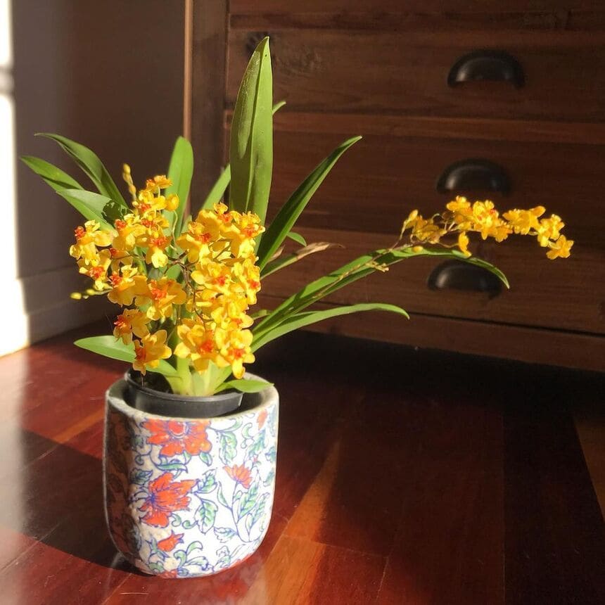 Como cuidar de mini orquídeas em apartamento?