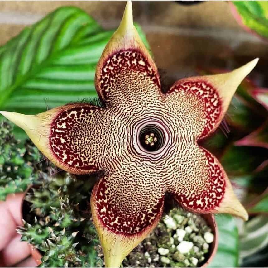 Edithcolea Grandis: A popular "tapete-persa" que encanta com suas flores.