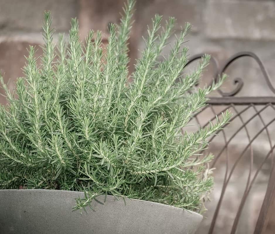 Como cultivar alecrim em vaso e ter uma horta perfumada e saudável o ano inteiro