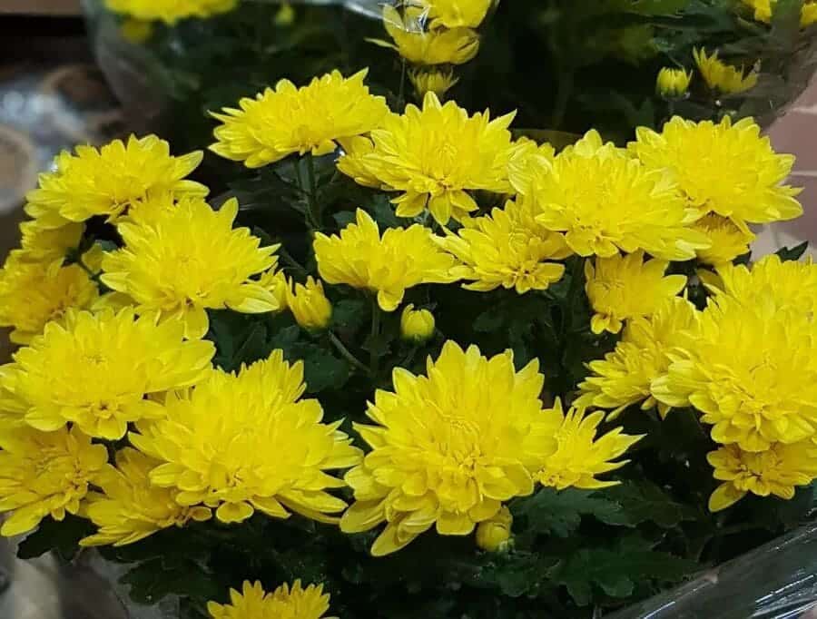 5 plantas capazes de atrair prosperidade e abundância para sua casa.