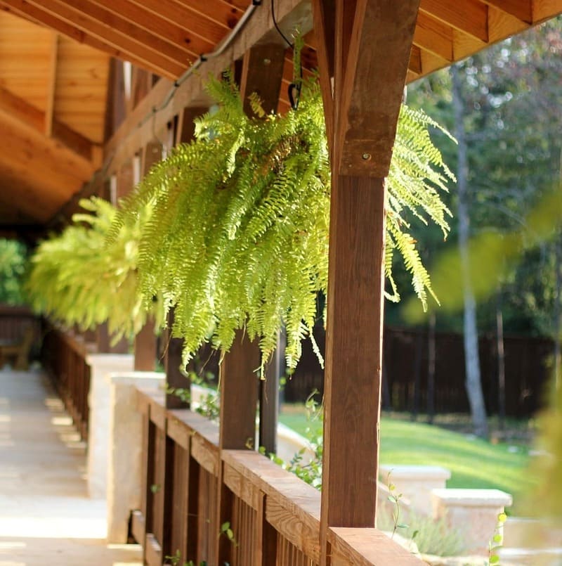 5 plantas decorativas para varanda que são fáceis de cuidar.