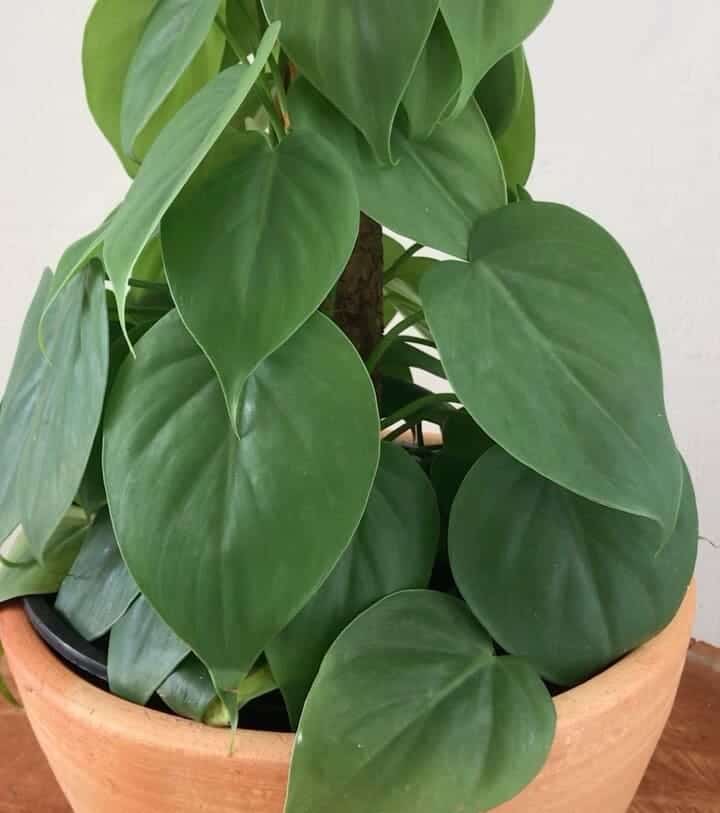 5 plantas decorativas para varanda que são fáceis de cuidar.