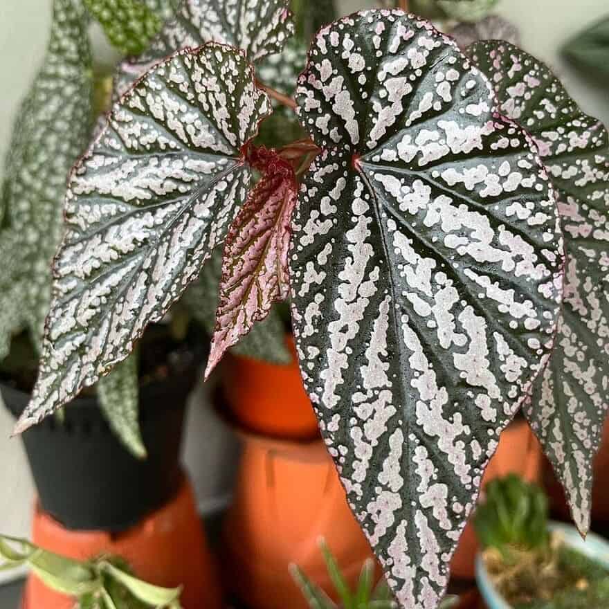 5 plantas decorativas para varanda que são fáceis de cuidar.