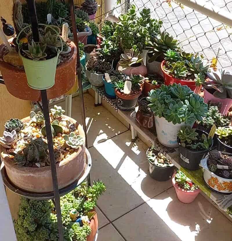 5 plantas decorativas para varanda que são fáceis de cuidar.