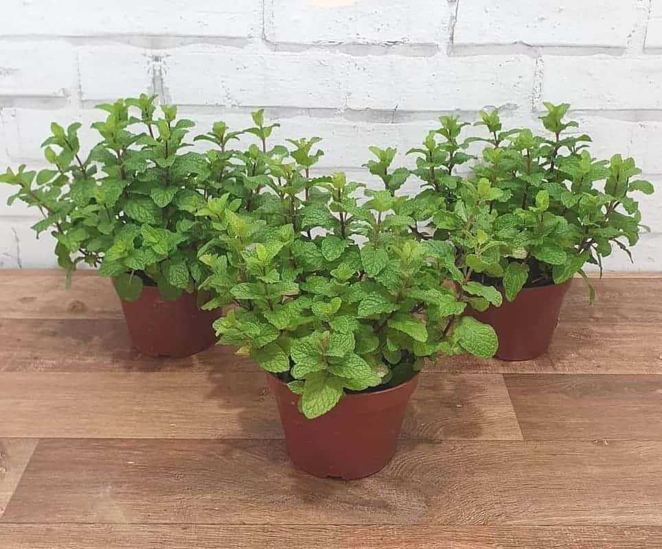 5 plantas que afastam baratas e ainda encantam os ambientes.