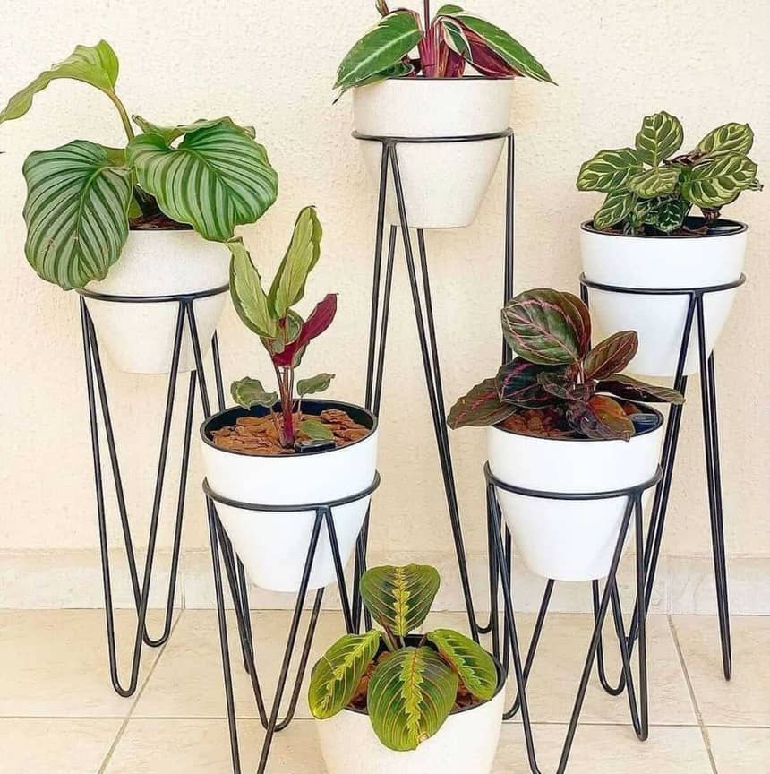 Se encante pelos principais tipos de maranta e saiba como cultivar em casa.