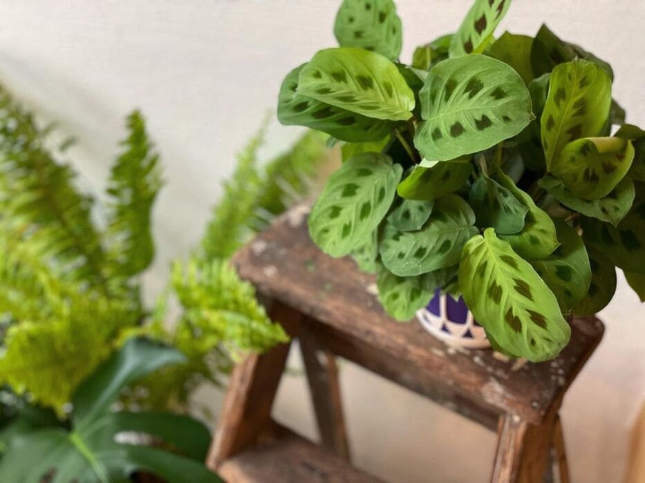 Se encante pelos principais tipos de maranta e saiba como cultivar em casa.