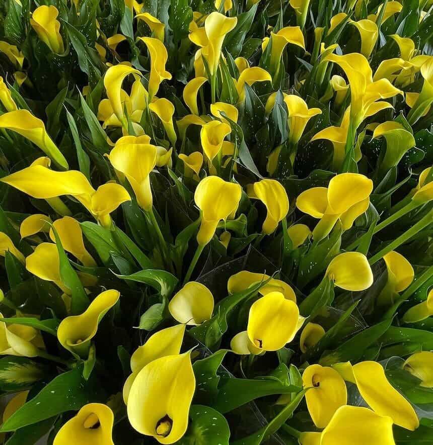 Zantedeschia: o gênero de plantas que contemplam a calla e o copo-de-leite.