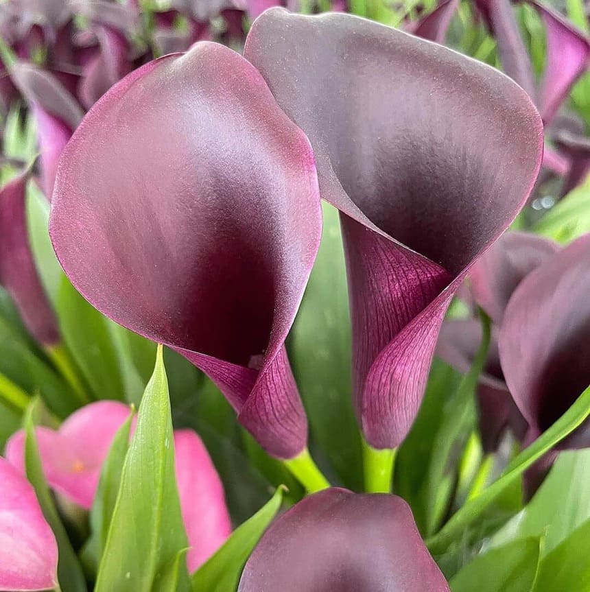 Zantedeschia: o gênero de plantas que contemplam a calla e o copo-de-leite.
