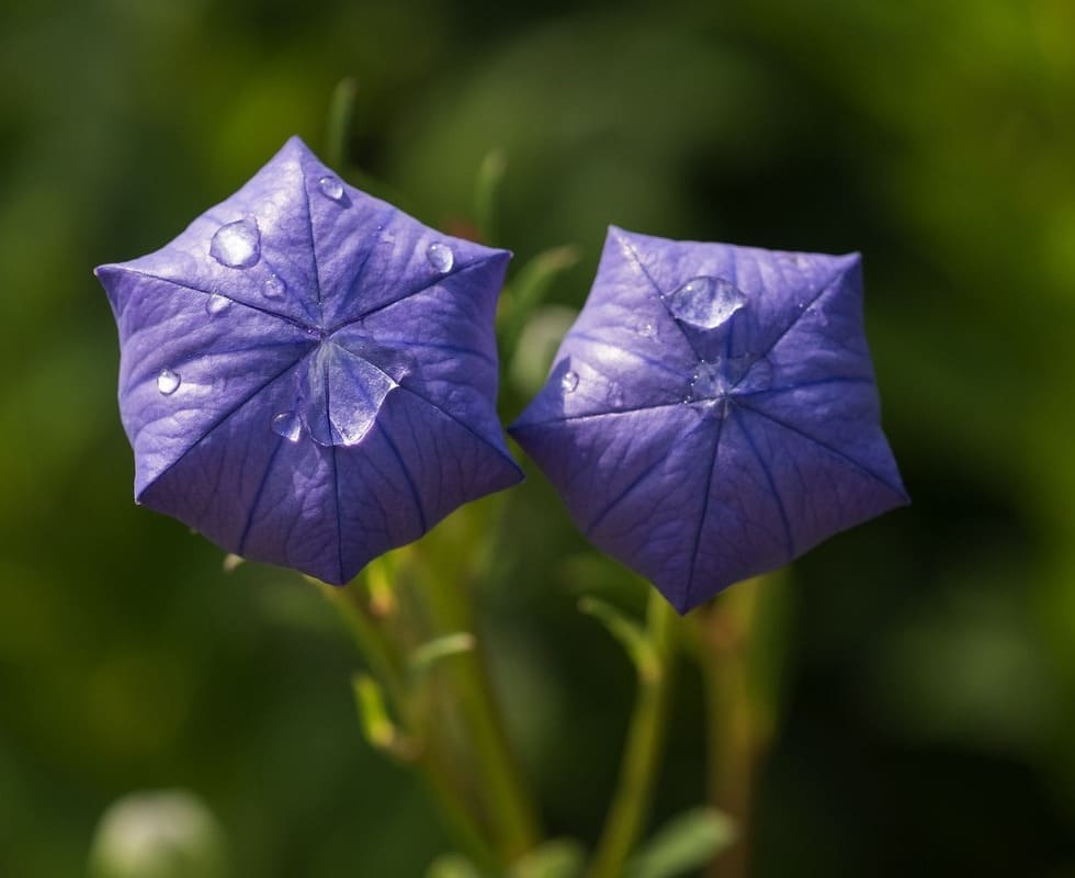 Como cuidar da planta platycodon? Um guia completo.