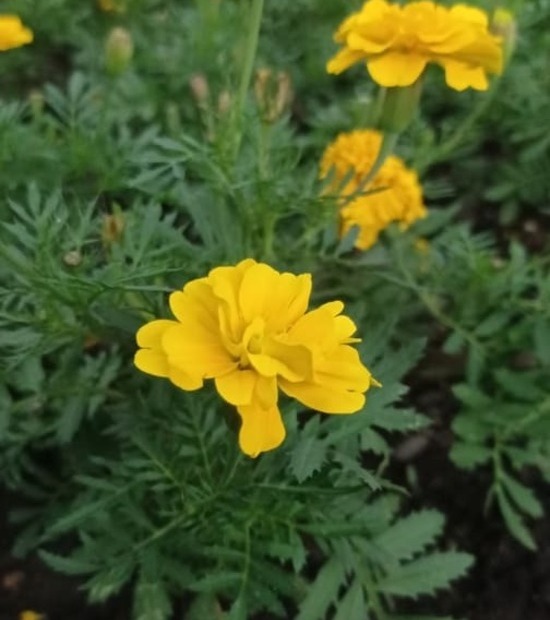 Tagetes erecta: o popular cravo-de-defunto, conhecido por suas flores vistosas e coloridas