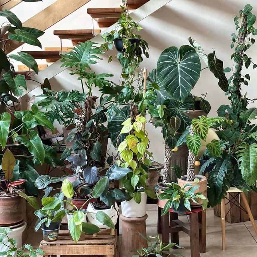 Filodendros: plantas para ter em casa que vão encantar você