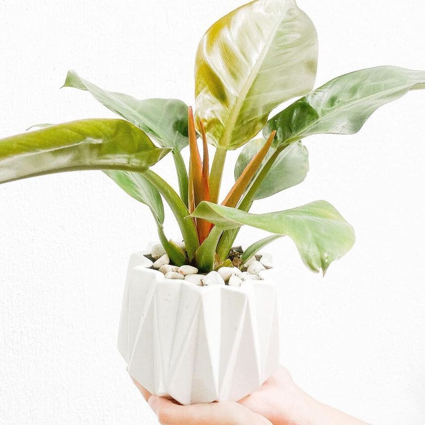 O Trio Perfeito: Plantas Fáceis de Cuidar que Transformam Ambientes