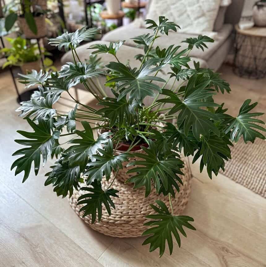 Filodendros: plantas para ter em casa que vão encantar você