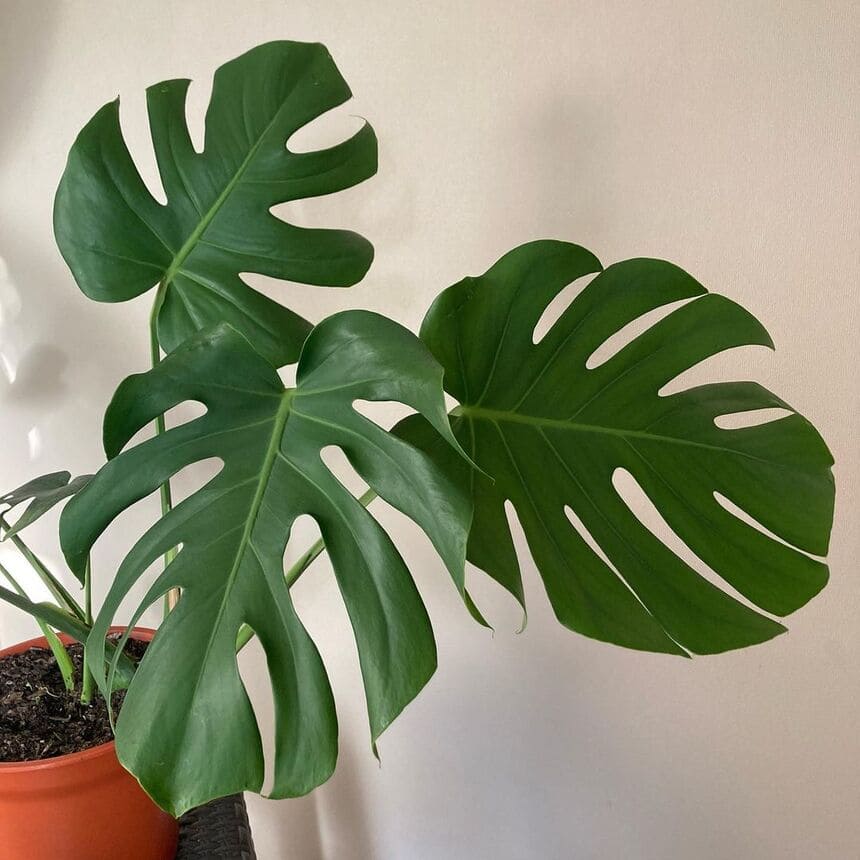 Filodendros: plantas para ter em casa que vão encantar você