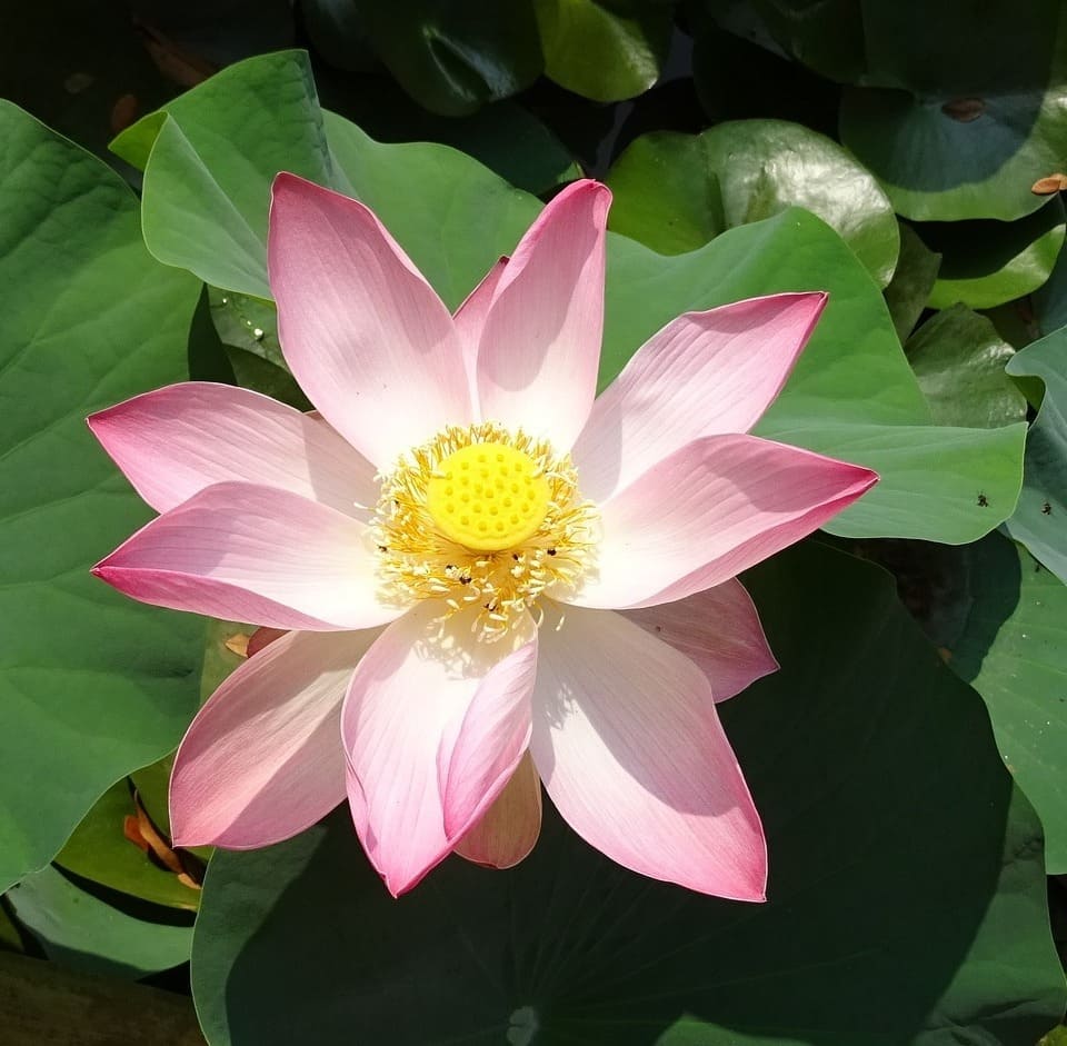 Como cultivar a flor de lótus (nelumbo nucifera), a planta sagrada do Oriente