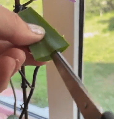 Já pensou em fazer uma muda de orquídea usando um pedaço de babosa? Saiba como e surpreenda!