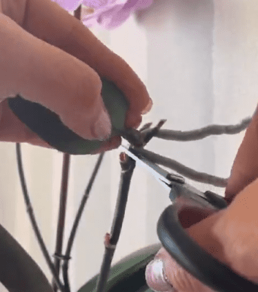 Já pensou em fazer uma muda de orquídea usando um pedaço de babosa? Saiba como e surpreenda!