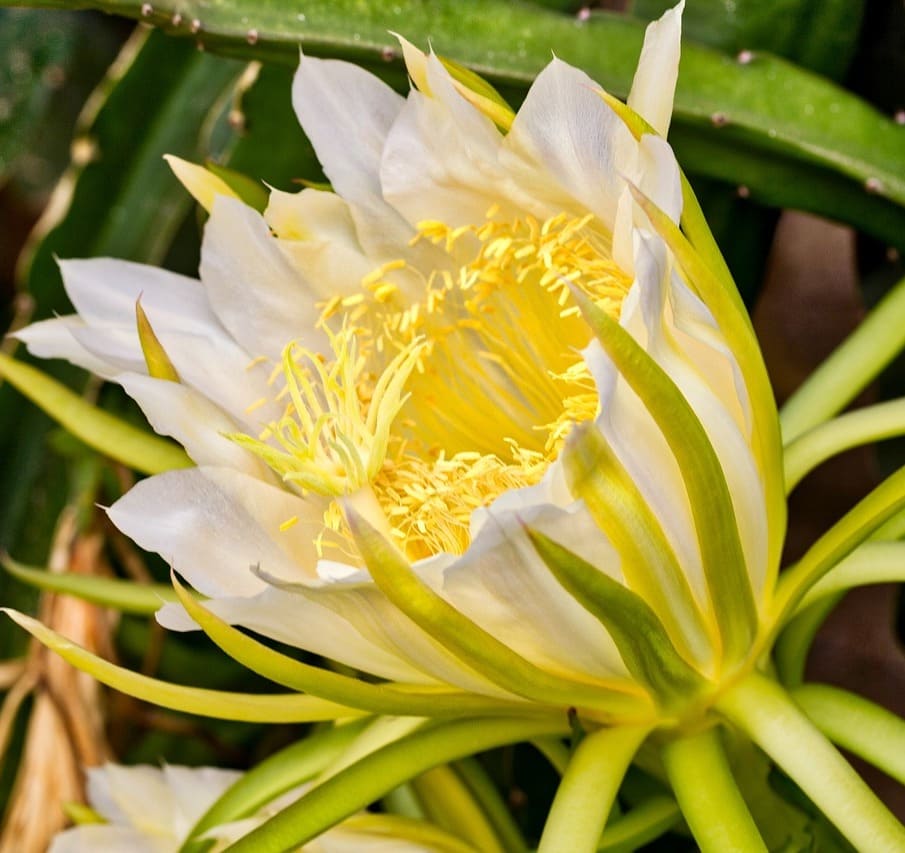 Pitaya: a fruta exótica que adora sol. Saiba como cultivar.