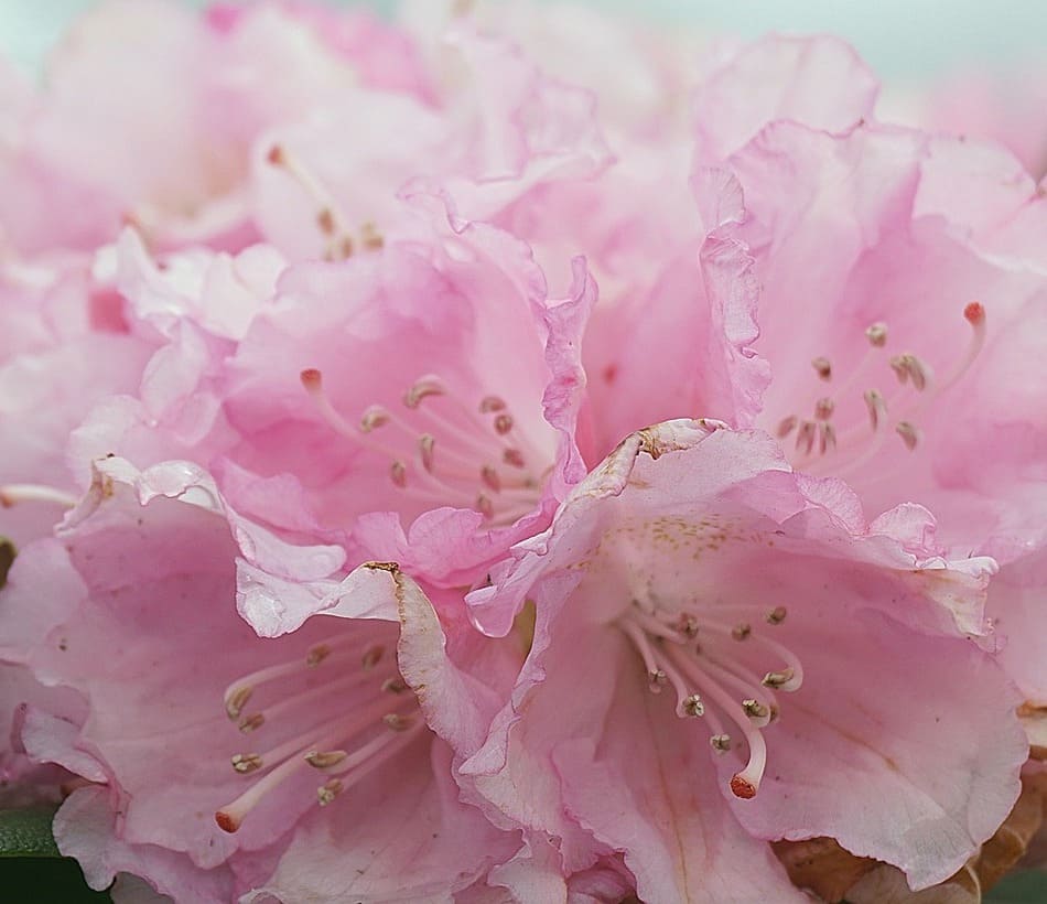 Azaleia: a planta que encanta com suas cores e formas