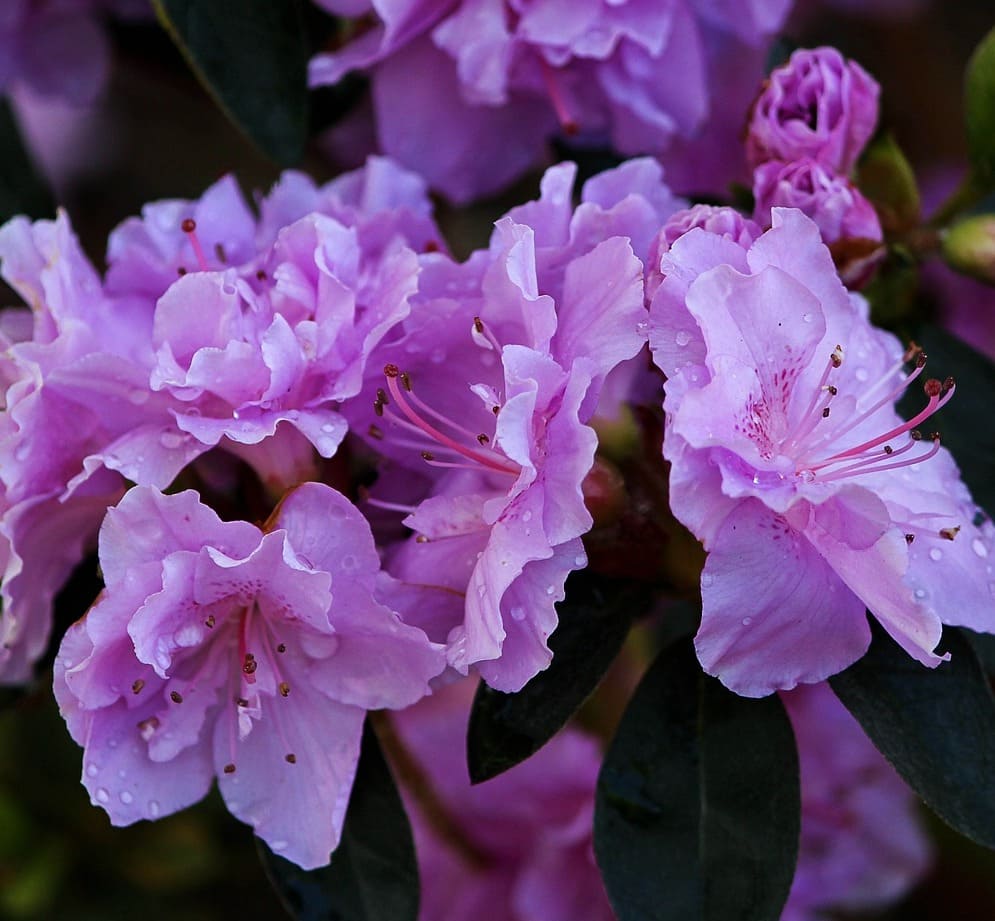 Azaleia: a planta que encanta com suas cores e formas